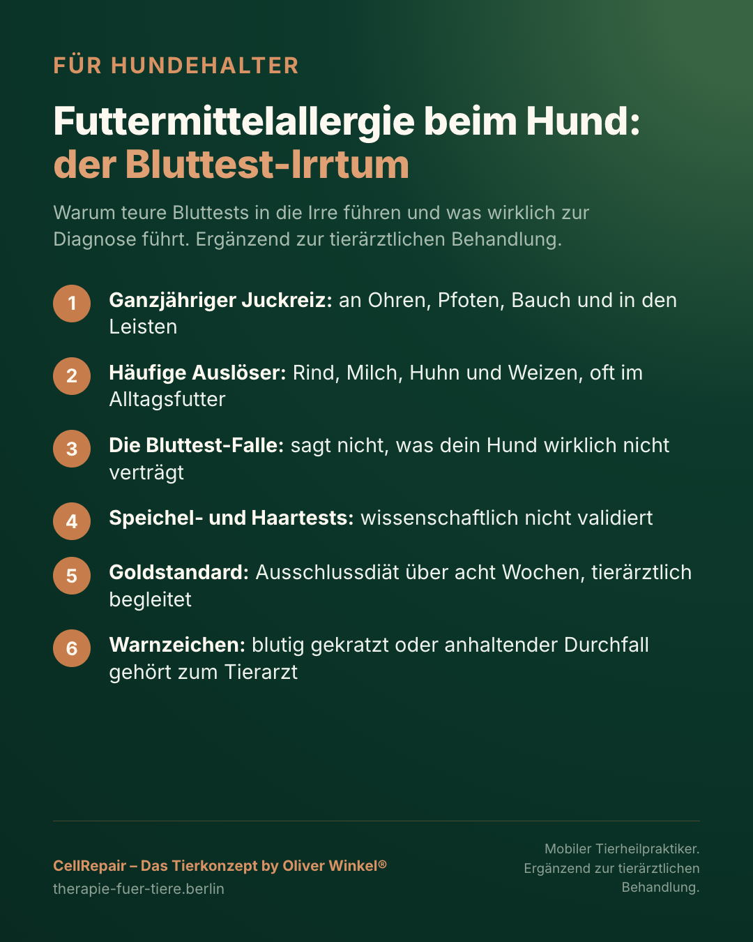 Übersicht: Futtermittelallergie beim Hund erkennen und einordnen