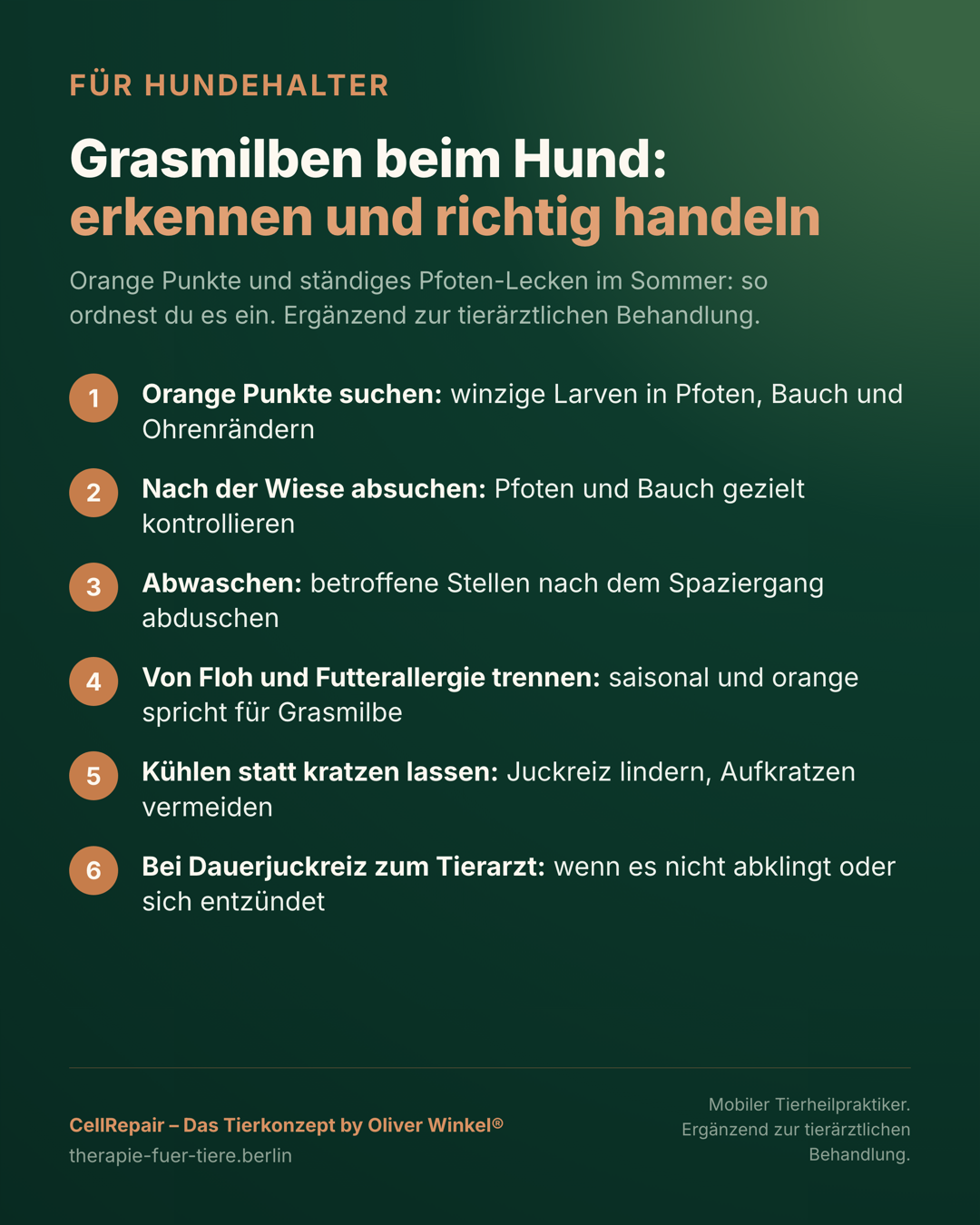 Übersicht: Grasmilben beim Hund erkennen und richtig handeln