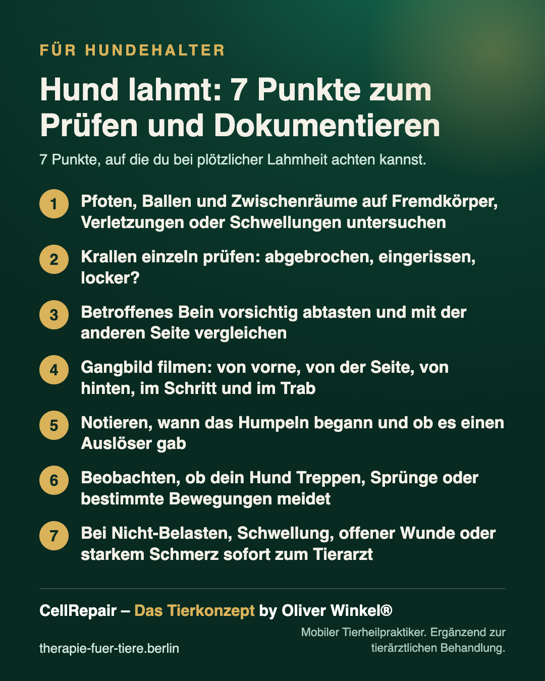 Übersicht: Beobachtungspunkte, wenn dein Hund plötzlich lahmt